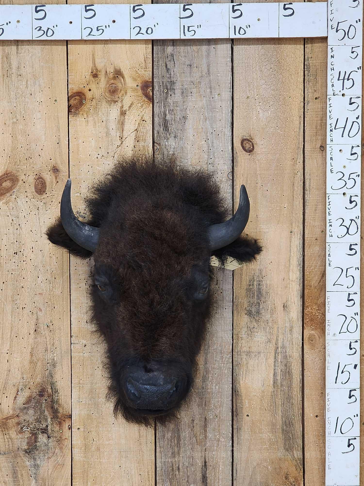 American Bison Buffalo Head Taxidermy Mount (1 of 5)
