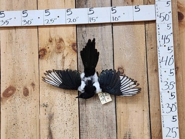 Eurasian Magpie Pica Pica In Flight