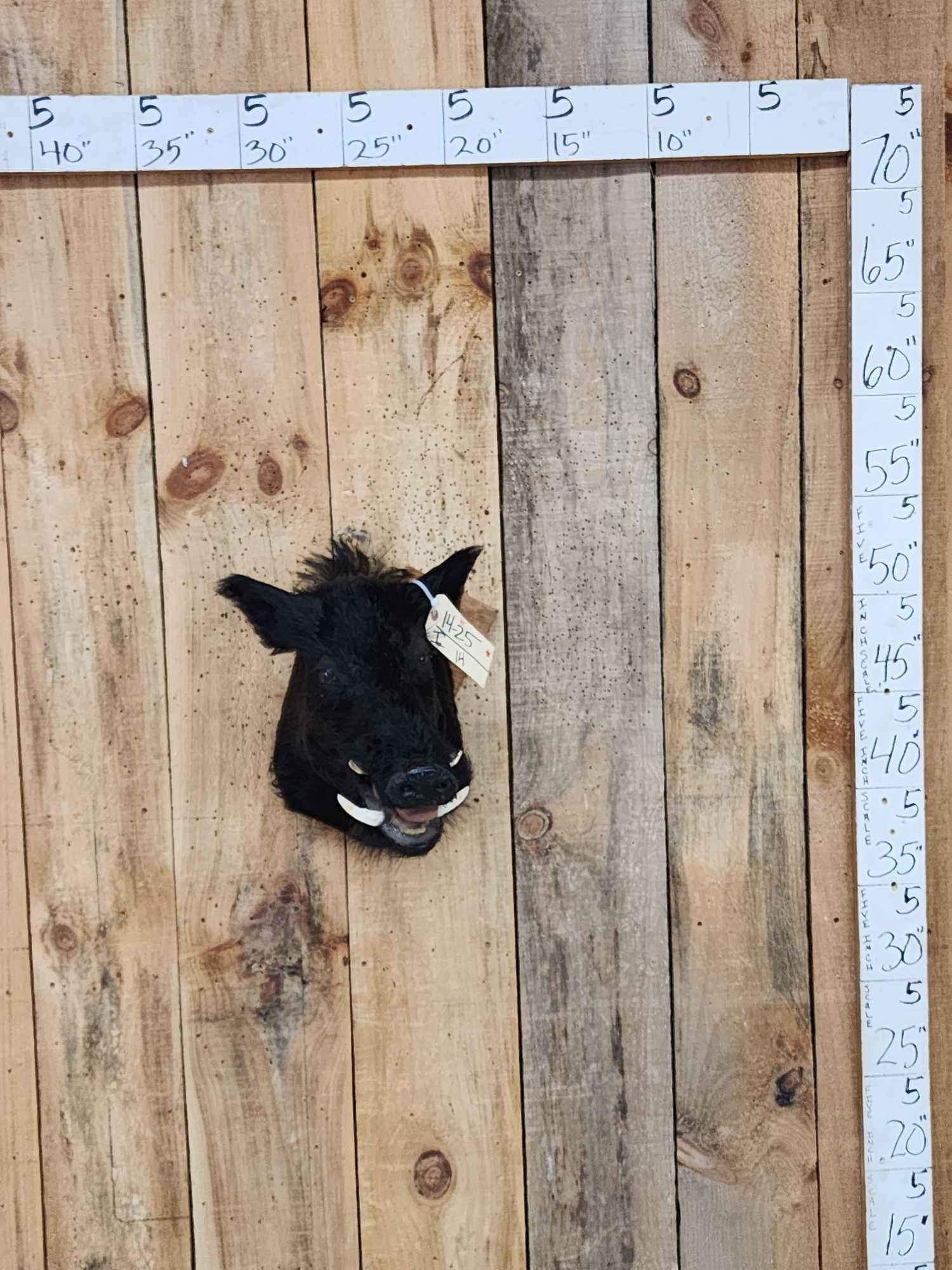 Wild Boar Hog Shoulder Mount Taxidermy (1 of 3)