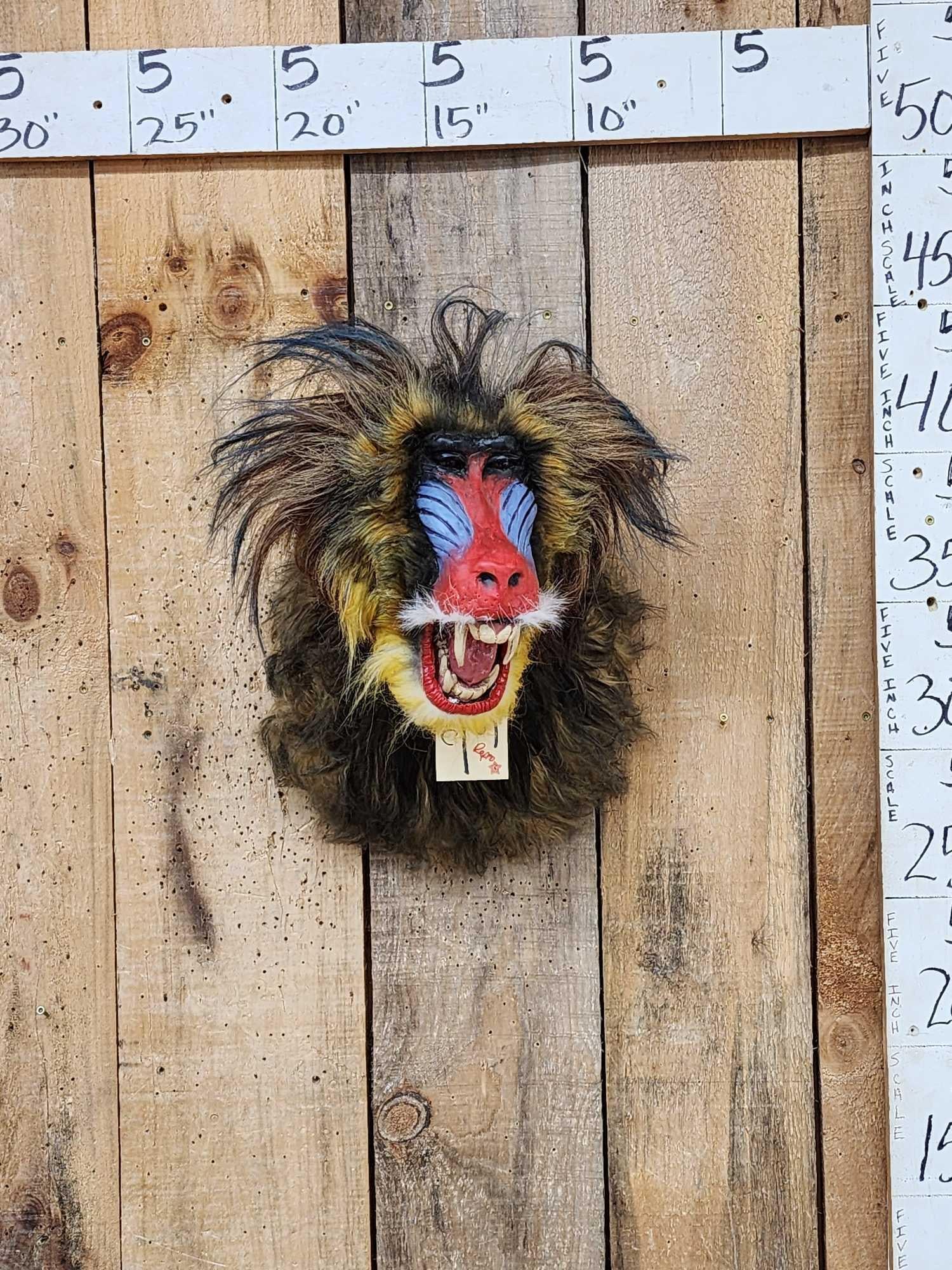 Reproduction African Mandrill Baboon Shoulder Mount Taxidermy (1 of 4)