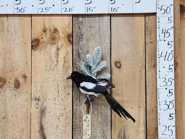 Eurasian Magpie Pica Pica
