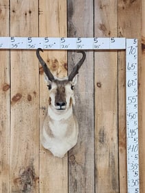 Pronghorn Antelope Shoulder Mount Taxidermy