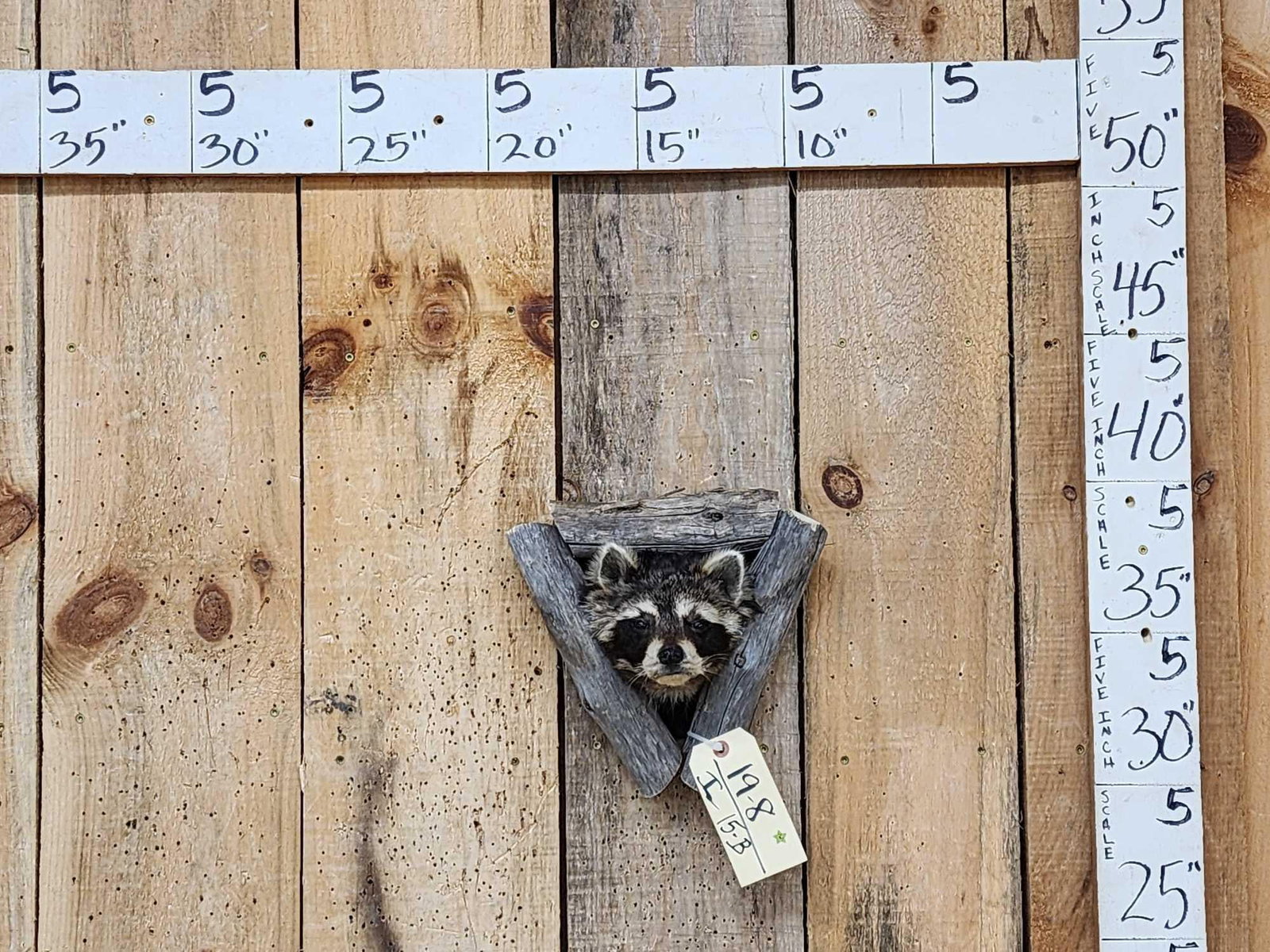 Raccoon In A Den Taxidermy: 19.8 Great Oddities Curiosity piece