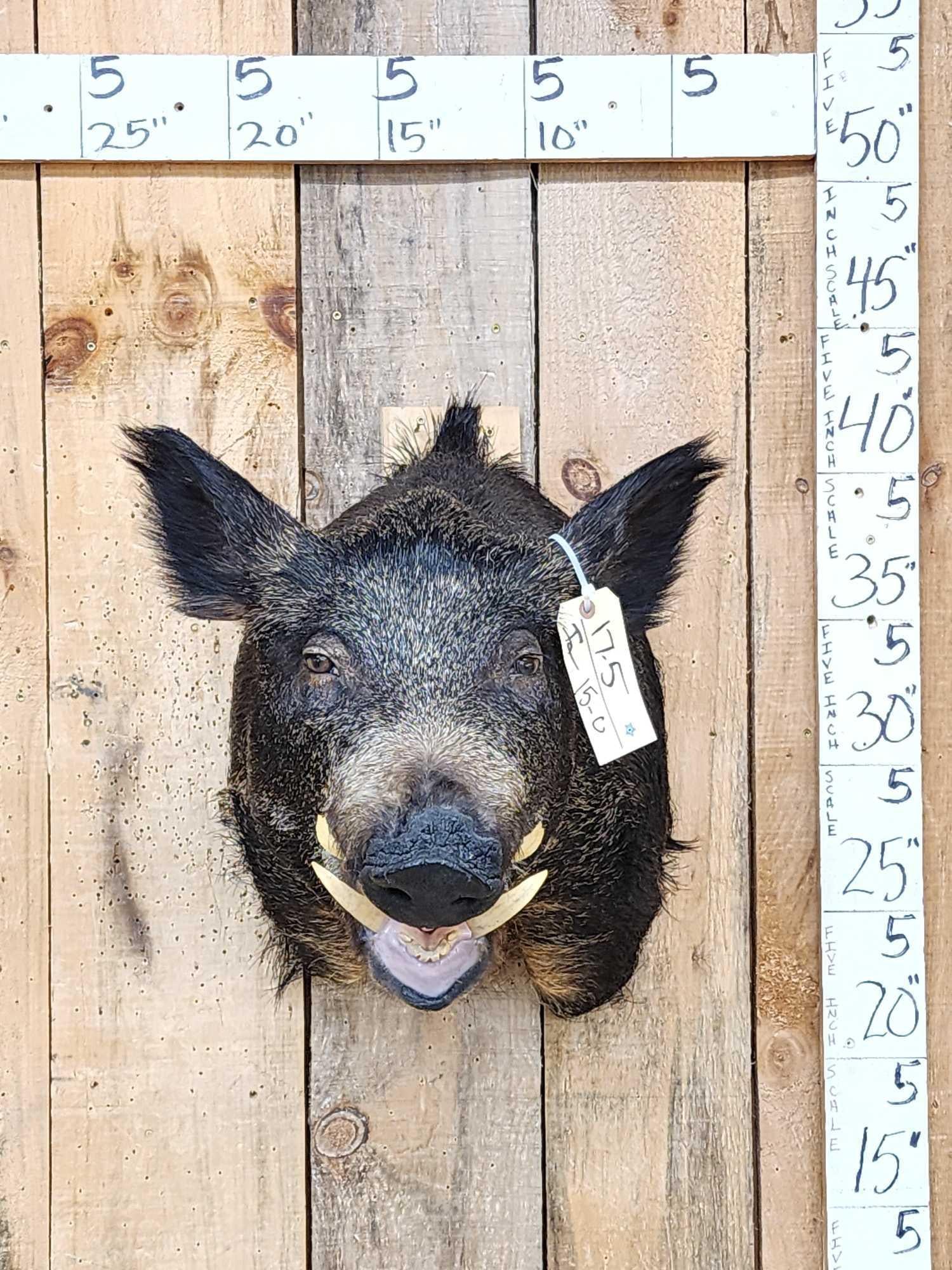 Wild Boar Hog Shoulder Mount Taxidermy: 17.5 Nice mount great colors