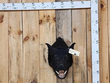 Wild Boar Hog Shoulder Mount Taxidermy