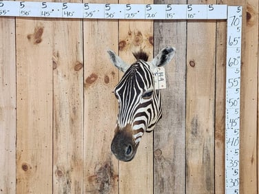 Zebra Neck Mount Taxidermy