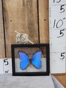Beautiful Morpho Didius Butterfly Taxidermy