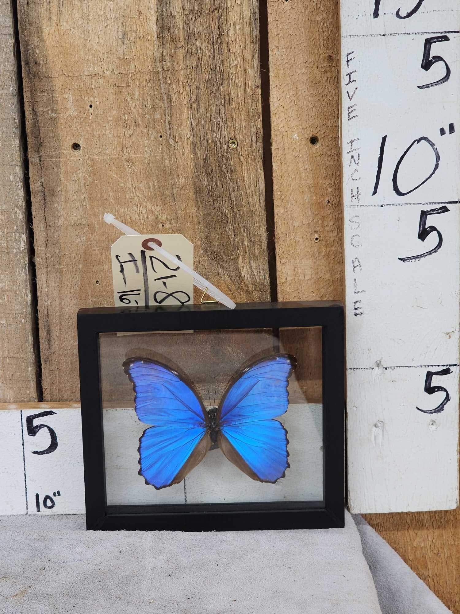 Beautiful Morpho Didius Butterfly Taxidermy (1 of 3)