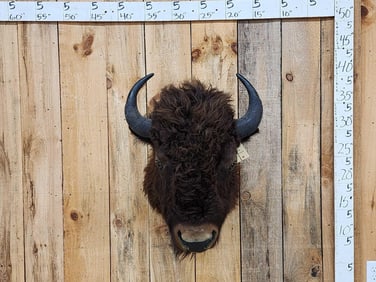 American Bison Buffalo Shoulder Mount Taxidermy