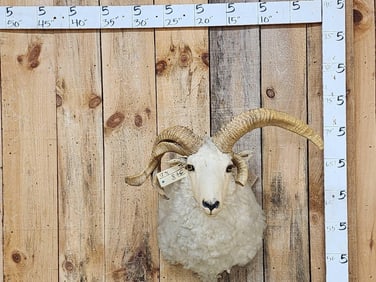 Jacob's 4 Horn Sheep Shoulder Mount Taxidermy