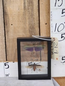 Frame Of 2 Giant Peruvian Grasshoppers Taxidermy