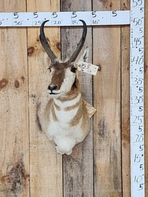 Pronghorn Antelope Shoulder Mount Taxidermy
