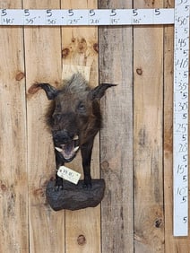 African Bush Pig Half Body Taxidermy Mount
