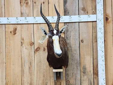African Blesbok Wall Pedestal Taxidermy Mount