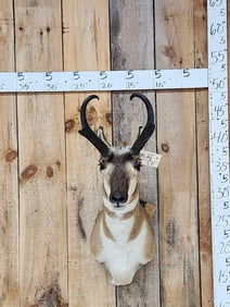Pronghorn Antelope Shoulder Mount Taxidermy