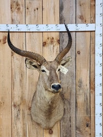 African Waterbuck Shoulder Mount Taxidermy