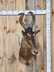 African Hartebeest Shoulder Mount Taxidermy