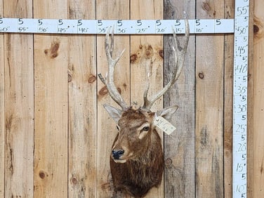 Red Stag Shoulder Mount Taxidermy