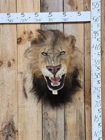 Reproduction African Black Mane Lion Shoulder Mount Taxidermy