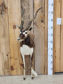 Indian Black Buck Half Body Taxidermy Mount