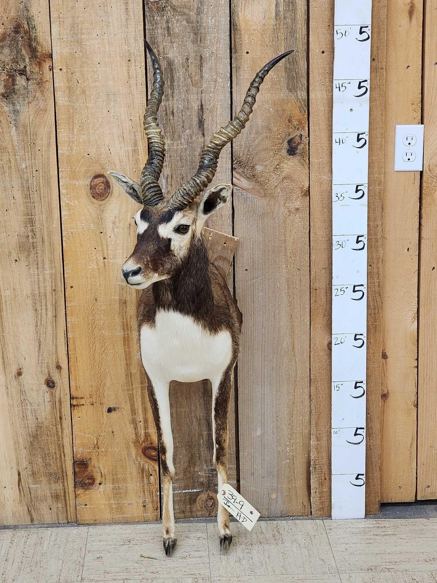 Indian Black Buck Half Body Taxidermy Mount (1 of 3)