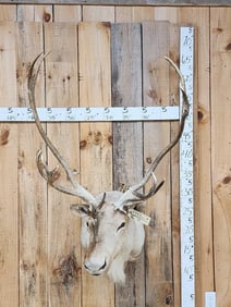 Caribou Shoulder Mount Taxidermy