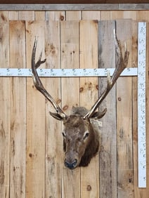 6x6 Elk Shoulder Mount Taxidermy