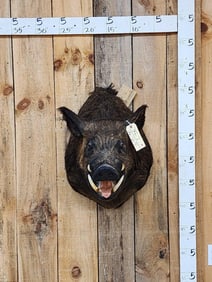 Wild Boar Hog Shoulder Mount Taxidermy