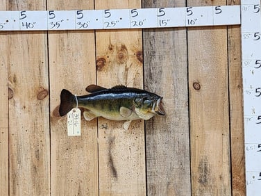 19" Largemouth Bass Real Skin Fish Taxidermy