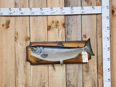 29" Chinook Salmon Real Skin Fish Taxidermy
