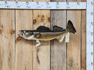 28" Walleye Real Skin Fish Taxidermy