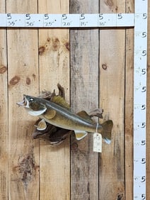 26" Walleye Real Skin Fish Taxidermy