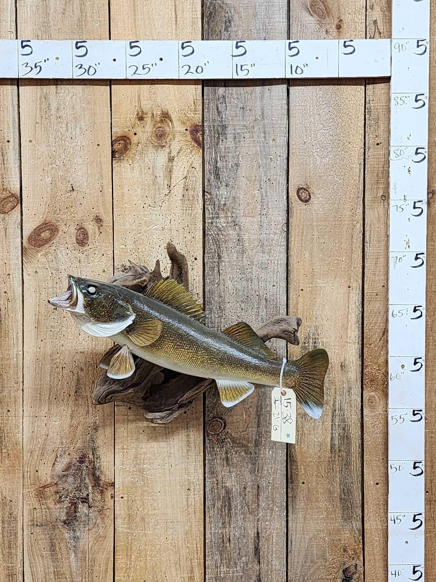 26" Walleye Real Skin Fish Taxidermy (1 of 4)