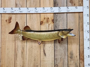 37" Muskie Real Skin Fish Taxidermy