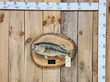 20" Largemouth Bass Real Skin Fish Taxidermy