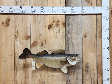 29" Walleye Real Skin Fish Taxidermy