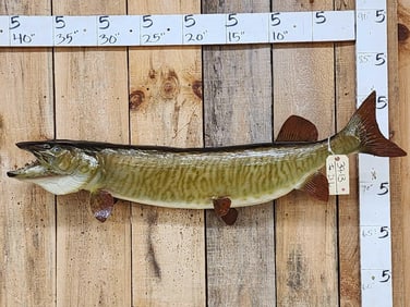 42" Muskie Real Skin Fish Taxidermy