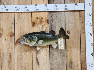 24" Largemouth Bass Real Skin Fish Taxidermy