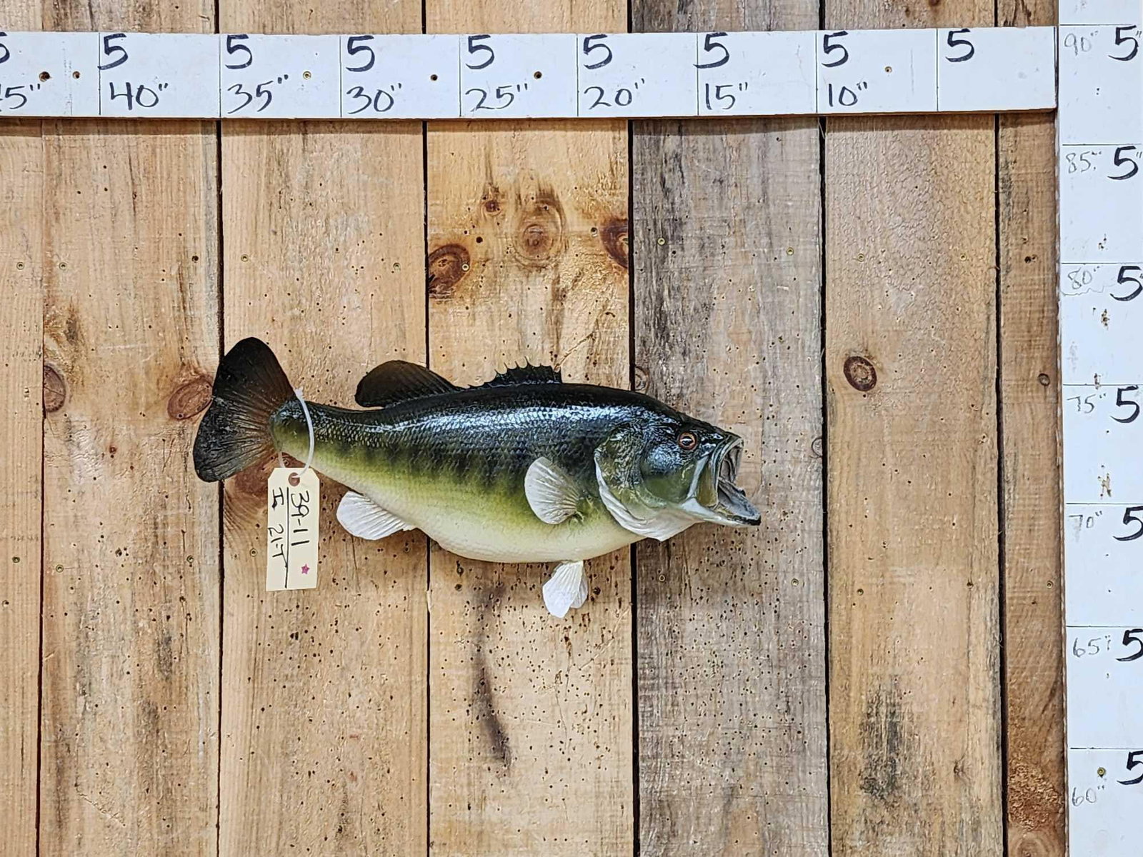 22" Largemouth Bass Real Skin Fish Taxidermy (1 of 3)