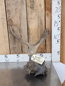 Ancient Bull Elk Partially Fossilized Skull