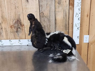 Skunkipede Full Body Taxidermy Mount