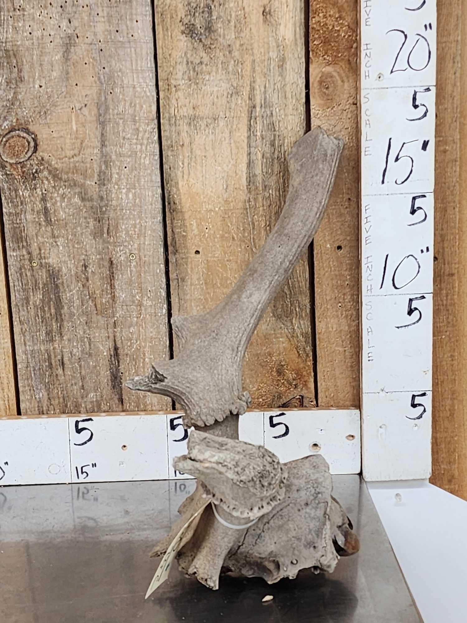 Ancient Partially Fossilized Bull Elk Skull (1 of 6)