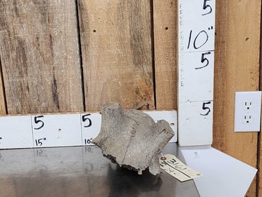 Ancient Partially Fossilized Elk Skull Cap