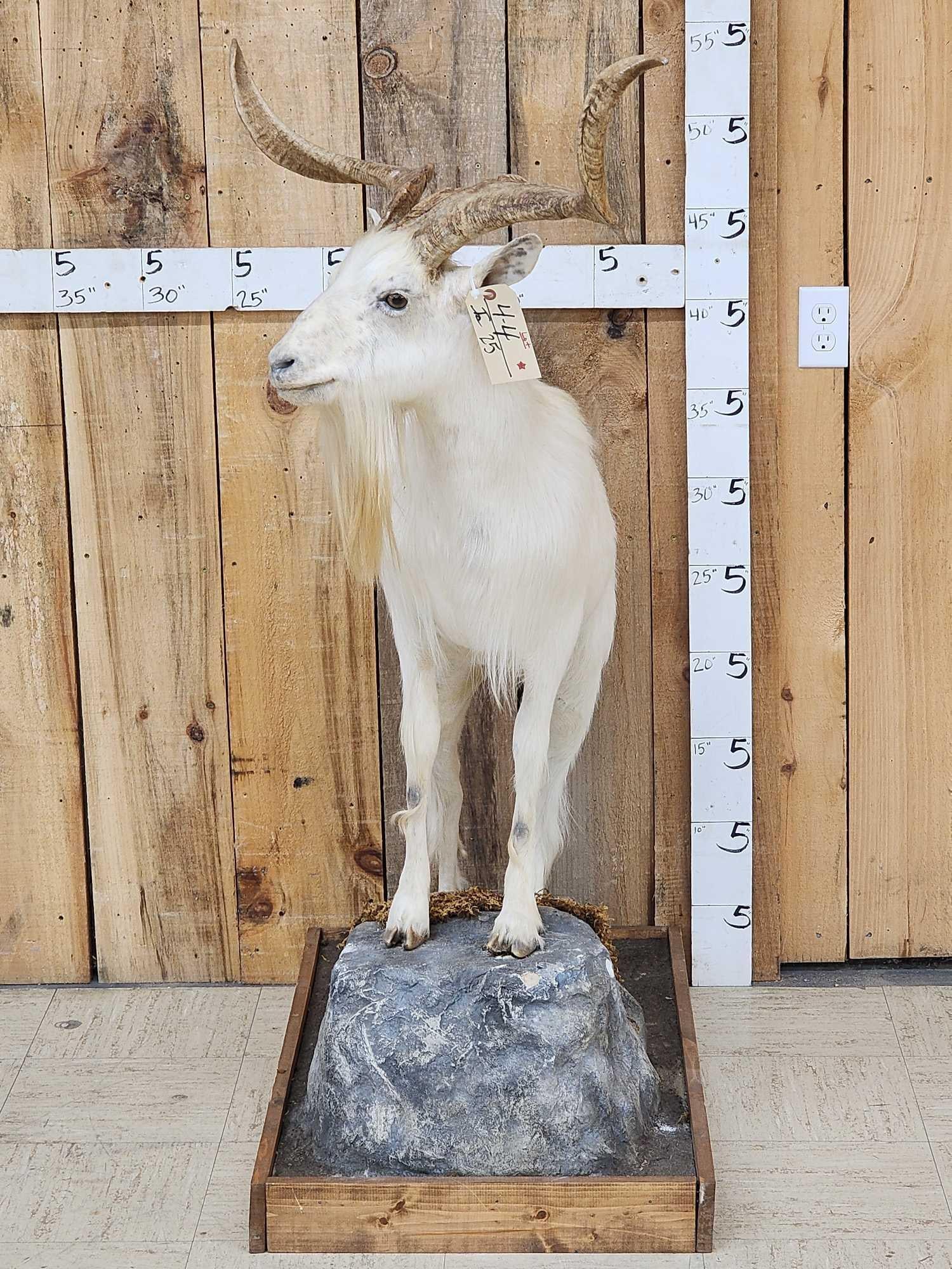 Feral Goat Full Body Taxidermy Mount (1 of 6)