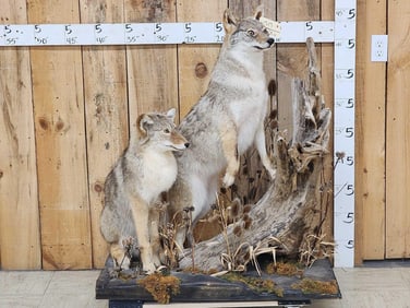 2 Coyotes Full Body Taxidermy Mount