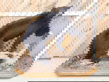 Black Bear Full Body Taxidermy Mount