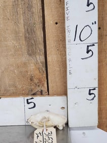 African White Tailed Mongoose Skull Taxidermy