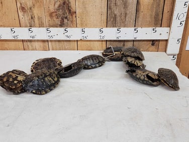 10 Red Eared Slider Turtle Shells Taxidermy
