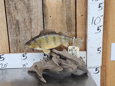 12" Ring Perch Real Skin Fish Taxidermy