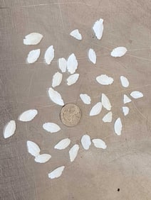 Group Of 32 Halibut Ear Bones Taxidermy